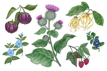 Set of imedical plants. Burdock, Ylang Ylang, Garcinia, Raspberries, Vinca, Cow-berry.