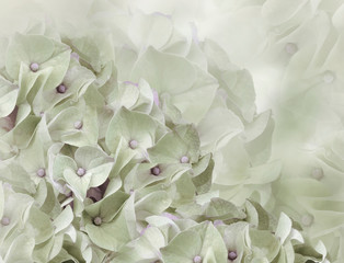 hydrangea flowers. light green background. floral collage. flower composition. Close-up. Nature.