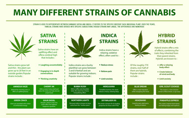 Many Different Strains of Cannabis horizontal infographic illustration about cannabis as herbal alternative medicine and chemical therapy, healthcare and medical science vector. - obrazy, fototapety, plakaty