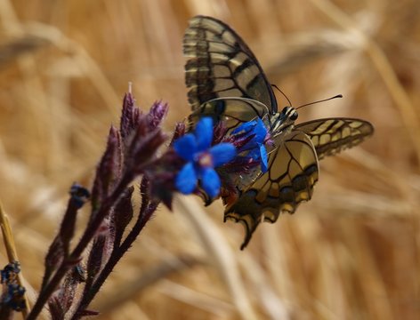 Mariposas de Espa&ntilde;a, Papilio Macaon de frente
