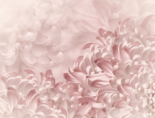 chrysanthemum flowers. light red  background. floral collage. flower composition. Close-up. Nature.