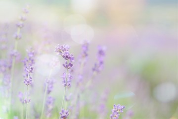 Beautiful soft light lavender flowers background with light effects bokeh