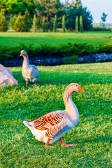 Geese on the grass in the park
