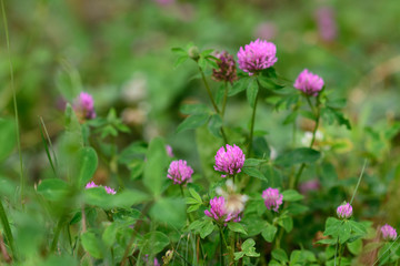 Closeup of  Invasive Rose clover (Trifolium hirtum) wildflowers blooming on a field