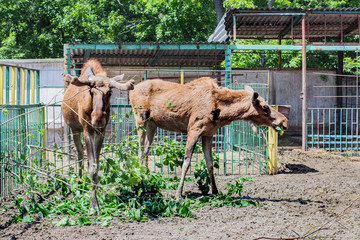 Moose at the zoo. Wild