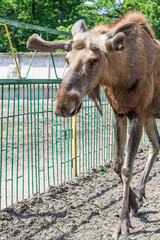 Moose at the zoo. Wild