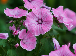 Closeup of beautiful flowers and buds  of Lavatera trimestris, annual mallow, rose mallow