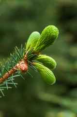 Branch of a pine tree with young green sprouts in spring