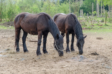 Two dark brown horses are grazing