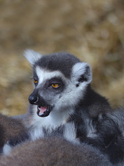 Katta