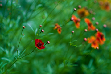  Bright Tickseed flowers yellow and orange (Coreopsis grandiflora)  on green background.