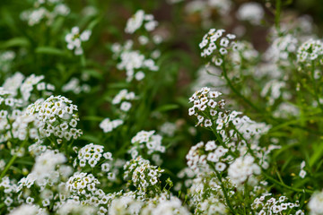 Reseda odorata (mignonette)  closeup of a small white flowers. selective focus.