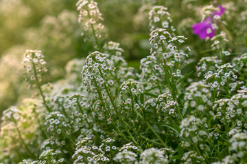 Reseda odorata (mignonette)  closeup of a small white flowers. selective focus.