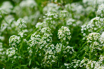 Reseda odorata (mignonette)  closeup of a small white flowers. selective focus.