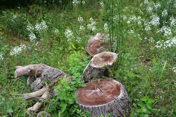 tree stumps in a garden