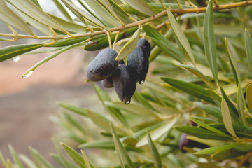 Olive tree black fruits with raindrops