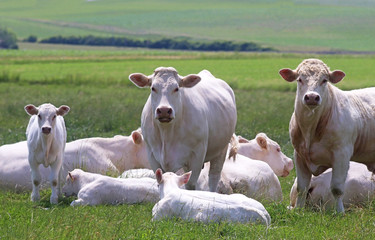 group of Charolais cattle on a pasture