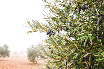 Olea europaea trees with fruits in a foggy winter day
