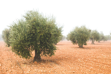 Olea europaea or olive trees cultivar in a misty day