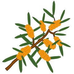 Vector illustration of the branch berry buckthorn