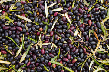 Harvest of black picual olives