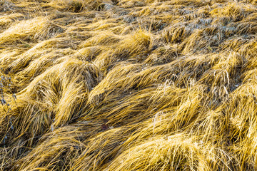 Background texture of dry grass