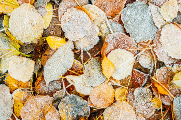 Top view of frost covering dry leaves