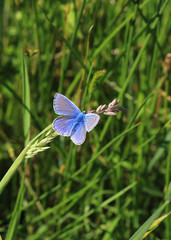A male Common Blue Butterfly, scientific name Polyommatus icarus, isolated against a grassland bokeh background. Wings open to collect heat from the sun.