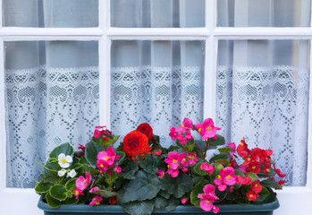 Beautiful Summer Flowers are in a Long Pot on Sill of Wooden Window with Nice White Patterned Curtains. Background with Copy Space. Concept: English Garden Style Natural Decoration Outside House.