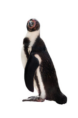penguin isolated on white