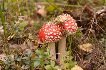 Fly-agaric mushrooms growing on the ground