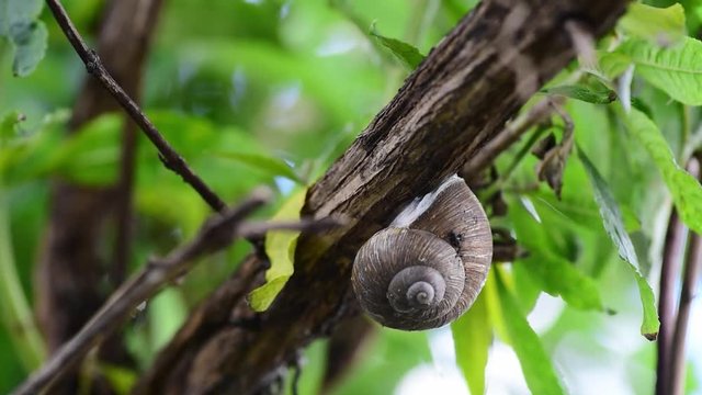 Big common garden snail in his shell or house hibernating on the tree branch between green leaves close up