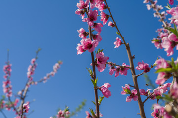 Beautiful pink peach flowers petals and trees blooming on a spring sunny day