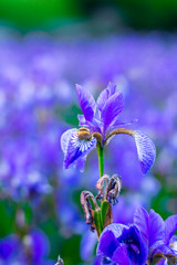 Iris flower. Blooming field of flowers irises.