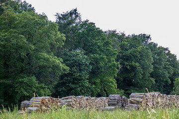 Brennholzlager © focus finder