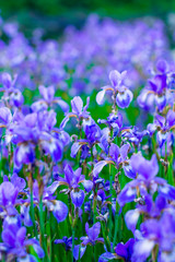 Iris flower. Blooming field of flowers irises.