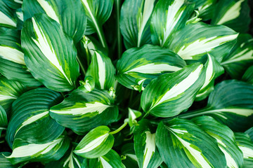 Obraz premium Beautiful green large leaves hosta in the garden as background