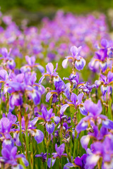 Obraz na płótnie Canvas Iris flower. Blooming field of flowers irises.