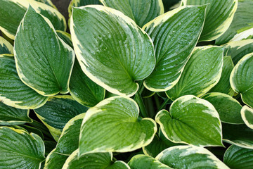 Beautiful green large leaves hosta in the garden as background