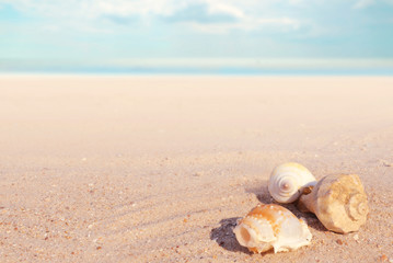 Fototapeta na wymiar Seashells on sand on a blurred background of the sea and sky.