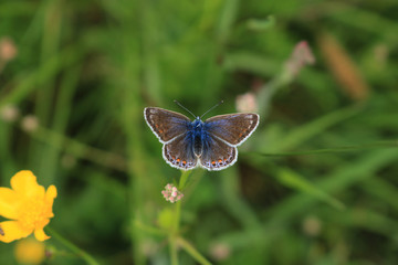 A female Common Blue Butterfly, scientific name Polyommatus icarus, isolated against a grassland bokeh background. 