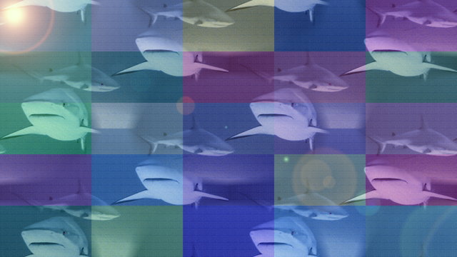 Moltitudine di squali nei fondali marini