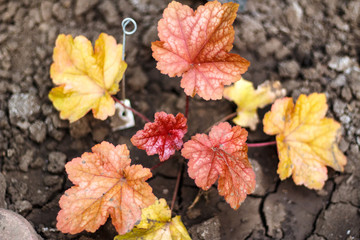 Beautiful garden shrubs and foliage of geyher close up
