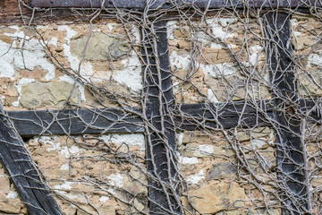 Schäden durch Efeu am Fachwerkhaus