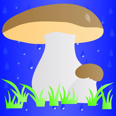 white mushroom in the grass in the rain