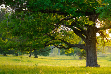 Fototapeta premium Old oak trees at misty autumn morning with sunbeams shining thru leaves