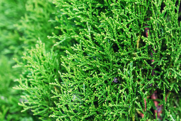Green of thuja tree