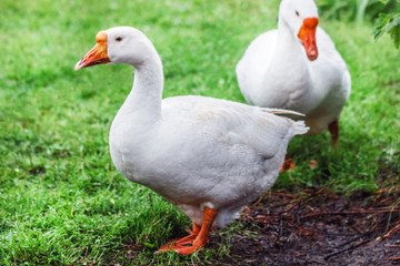 White geese on green grass