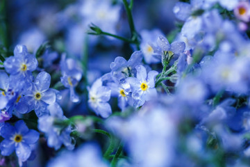Gentle blue forget-me-nots