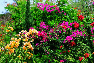 Multicolour flowers of bougainvillea